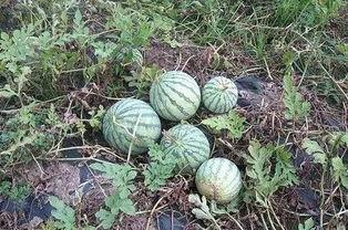 被吃瓜害了的网红有哪些,揭秘网络暴力下的受害者  第3张